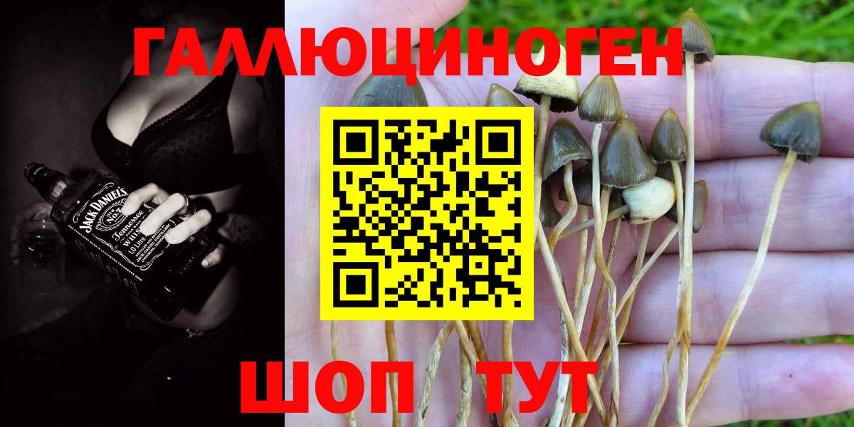 Махачкала  Галлюциногенные грибы Psilocybine cubensis  Вход с VPN  купить  цена  Галлюциногенные грибы прущие грибы 